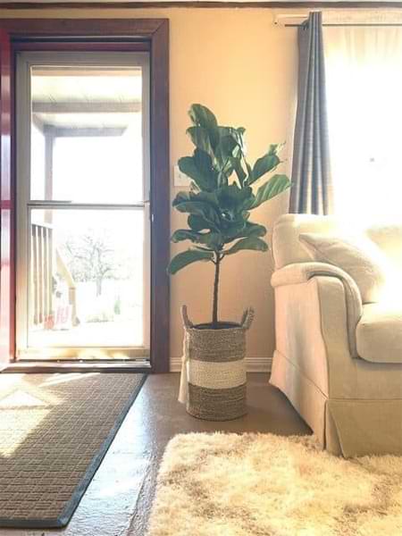 3½ Ways to Grow a Taller Fiddle Leaf Fig Tree 9 Do you want your fiddle leaf fig tree to grow taller? Click to read 3 1/2 smart and easy ways to grow a taller fiddle leaf fig tree. Claire Akin