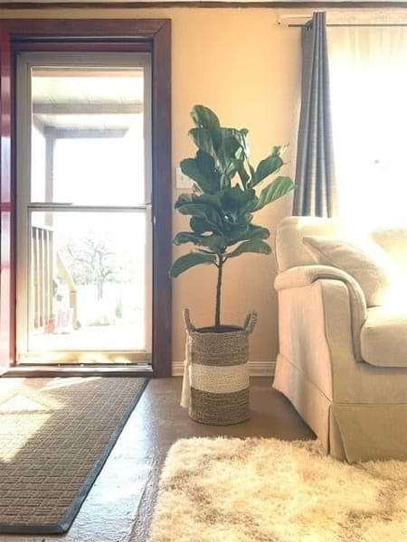 Do you want your fiddle leaf fig tree to grow taller? Click to read 3 1/2 smart and easy ways to grow a taller fiddle leaf fig tree. Claire Akin