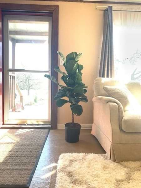 Do you want your fiddle leaf fig tree to grow taller? Click to read 3 1/2 smart and easy ways to grow a taller fiddle leaf fig tree. Claire Akin