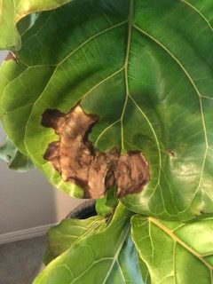 Fiddle Leaf Fig Troubleshooting