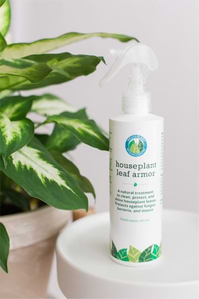Top 10 Fiddle Leaf Fig Products and Tools 9 Leaf Armor