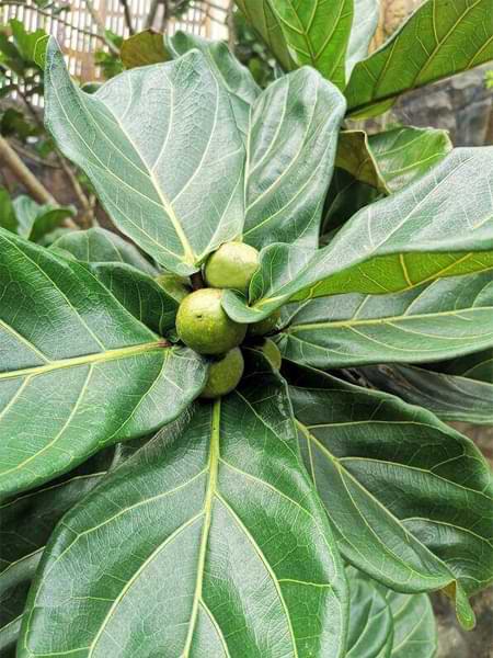 Outdoor Fiddle Leaf Fig Bears Fruit