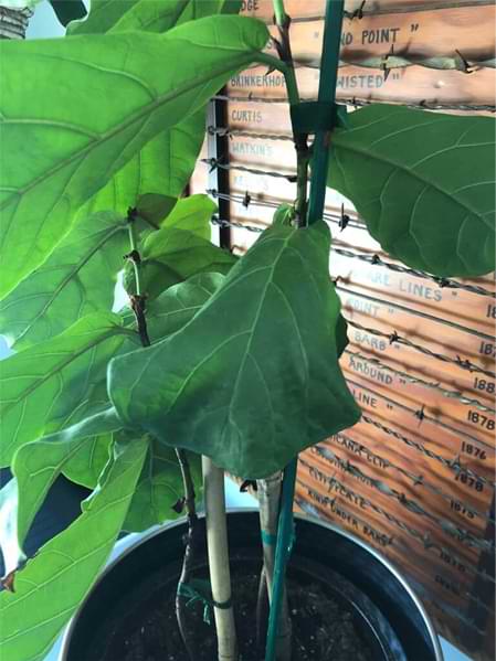 Dry Fiddle Leaf Fig