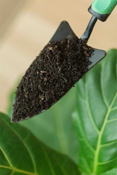 How to Keep Your Fiddle Leaf Fig Healthy, Green, and Gorgeous 5 Keep your fiddle leaf fig healthy with premium fiddle leaf fig soil