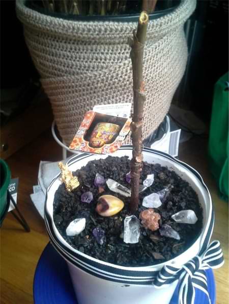 A Fiddley Rescue: How to Revive a Dead Fiddle Leaf Fig 4 Read a story about how you can revive a dead fiddle leaf fig tree. If your fiddle leaf fig is not doing well, click to learn how you can help your plant. Claire Akin
