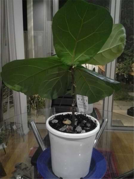 Read a story about how you can revive a dead fiddle leaf fig tree. If your fiddle leaf fig is not doing well, click to learn how you can help your plant. Claire Akin