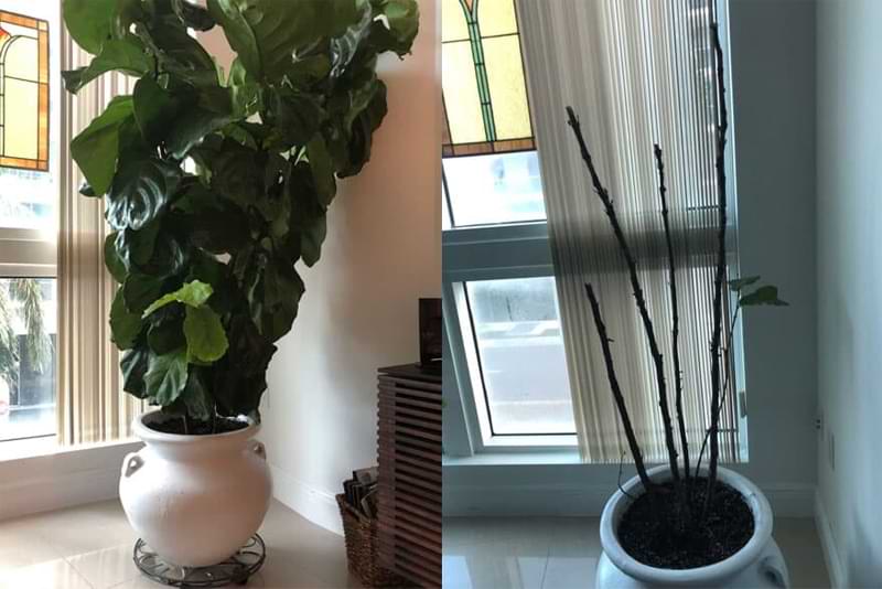 Everything You Need to Know About Root Rot in Fiddle Leaf Figs 4 Check out this comprehensive guide everything you need to know about root rot in fiddle leaf figs. Learn how to identify and successfully treat root rot. Claire Akin