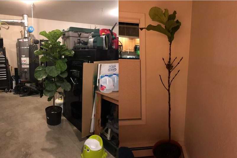 Everything You Need to Know About Root Rot in Fiddle Leaf Figs 10 Check out this comprehensive guide everything you need to know about root rot in fiddle leaf figs. Learn how to identify and successfully treat root rot. Claire Akin