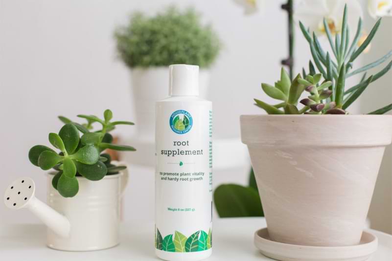 Top 10 Fiddle Leaf Fig Products and Tools 8 Root Supplement