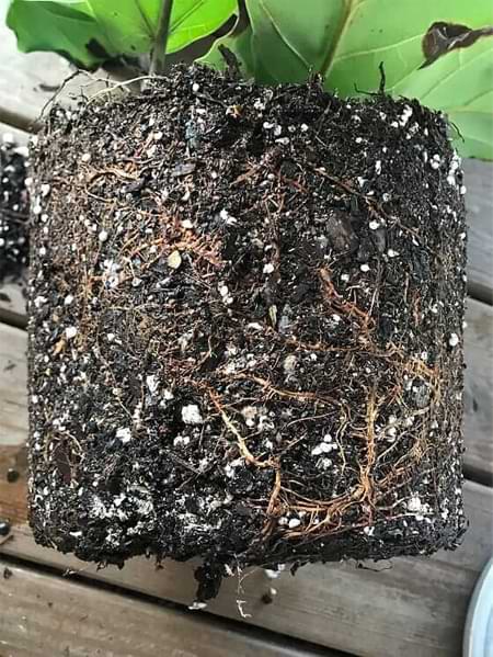 Save Your Fiddle Leaf Fig From Root Rot in 24 Hours or Less 6 Root rot in fiddle leaf fig plants is caused by too much moisture in the soil due to overwatering. Fiddle leaf fig roots need oxygen to live, they should be kept slightly moist but never wet. Claire Akin