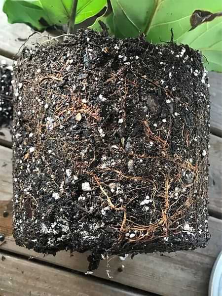 Everything You Need to Know About Root Rot in Fiddle Leaf Figs 9 Check out this comprehensive guide everything you need to know about root rot in fiddle leaf figs. Learn how to identify and successfully treat root rot. Claire Akin