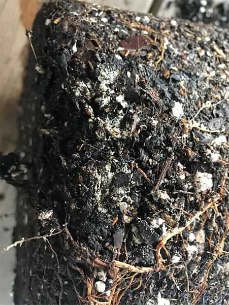 Everything You Need to Know About Root Rot in Fiddle Leaf Figs 8 Check out this comprehensive guide everything you need to know about root rot in fiddle leaf figs. Learn how to identify and successfully treat root rot. Claire Akin