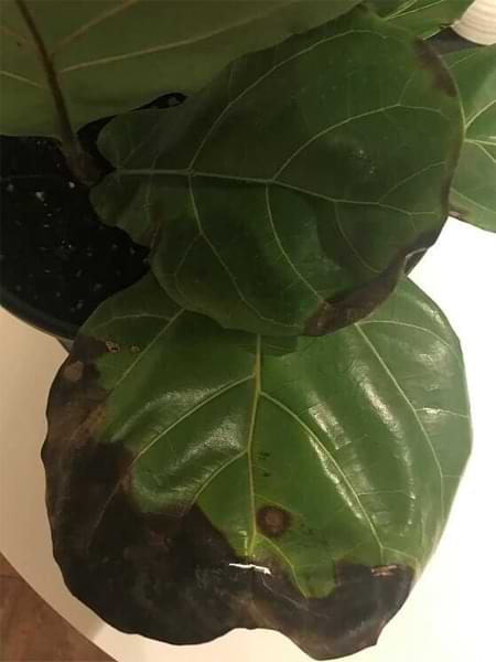Root rot in fiddle leaf fig plants is caused by too much moisture in the soil due to overwatering. Fiddle leaf fig roots need oxygen to live, they should be kept slightly moist but never wet. Claire Akin