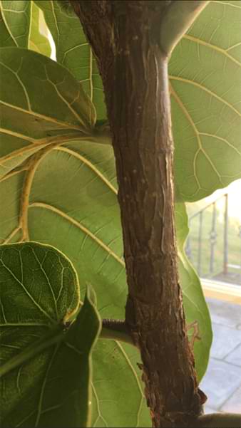 The 7 Signs Your Fiddle Leaf Fig Needs More Light 4 Grow a healthy fiddle leaf fig and learn the seven signs your fiddle leaf fig needs more light. Read how to remedy your light situation with your plant. Claire Akin