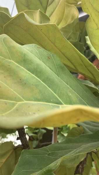 The 7 Signs Your Fiddle Leaf Fig Needs More Light 9 Grow a healthy fiddle leaf fig and learn the seven signs your fiddle leaf fig needs more light. Read how to remedy your light situation with your plant. Claire Akin