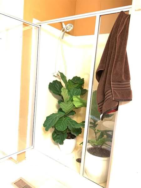 Hard Water Spots on Fiddle Leaf Fig Leaves: 3 Simple Steps for Removing White Residue 9 Do you have hard water spots on fiddle leaf fig leaves? Click to read the 3 simple steps for removing white residue on your fiddle leaf fig plant
