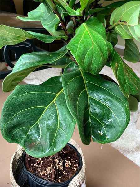 Do you have hard water spots on fiddle leaf fig leaves? Click to read the 3 simple steps for removing white residue on your fiddle leaf fig plant