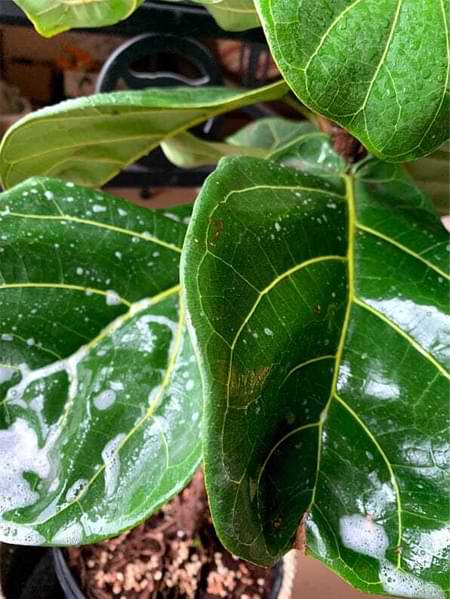Hard Water Spots on Fiddle Leaf Fig Leaves: 3 Simple Steps for Removing White Residue 8 Do you have hard water spots on fiddle leaf fig leaves? Click to read the 3 simple steps for removing white residue on your fiddle leaf fig plant