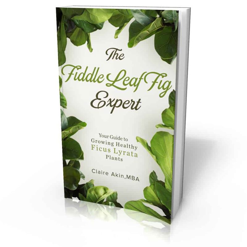 The Fiddle Leaf Fig Book Has a New Cover and a Lower Price! 3 The Fiddle Leaf Fig Book has a new cover and a lower price. Click to see the brand new cover for The Fiddle Leaf Fig Book and the new price. Claire Akin