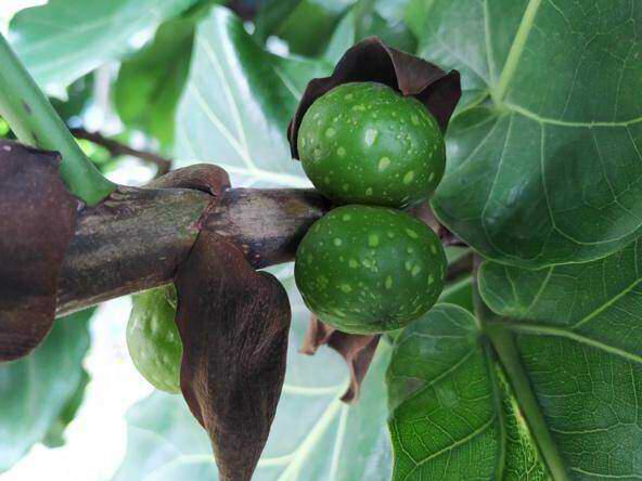 figs flower