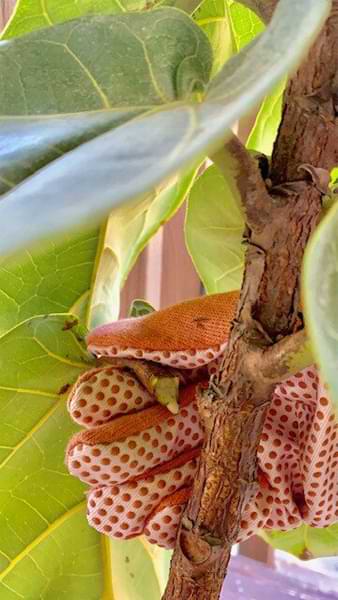 When to Remove the Lower Leaves From Your Fiddle Leaf Fig (And When NOT To!) 8 Do you wonder when to remove the lower leaves from your fiddle leaf fig and when not to? Click to read more about the lower leaves and how to remove them.