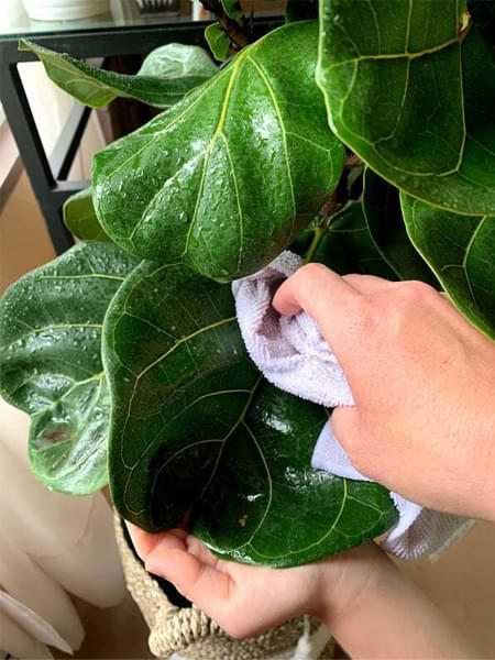 Hard Water Spots on Fiddle Leaf Fig Leaves: 3 Simple Steps for Removing White Residue 7 Do you have hard water spots on fiddle leaf fig leaves? Click to read the 3 simple steps for removing white residue on your fiddle leaf fig plant