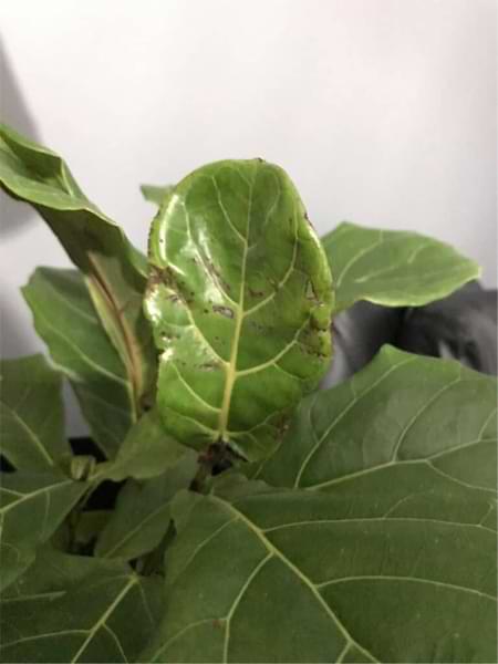 New Leaf Troubleshooting for Fiddle Leaf Figs 6 Are your new fiddle leaf fig leaves having issues? Click and read our new leaf troubleshooting for fiddle leaf figs guide and grow a healthy plant. Claire Akin