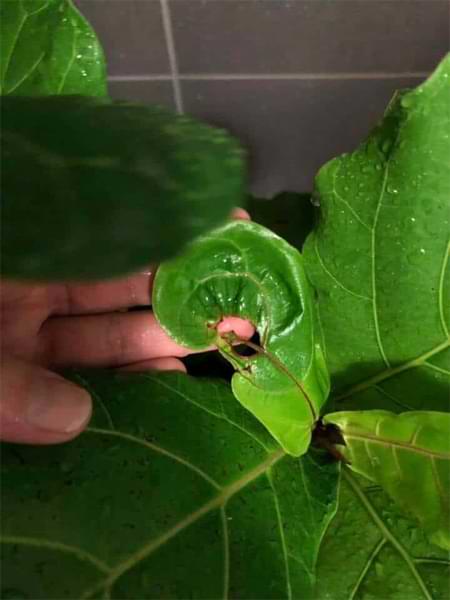 New Leaf Troubleshooting for Fiddle Leaf Figs 7 Are your new fiddle leaf fig leaves having issues? Click and read our new leaf troubleshooting for fiddle leaf figs guide and grow a healthy plant. Claire Akin