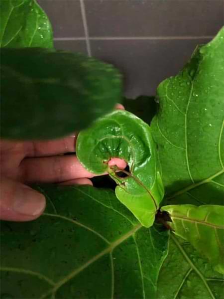 New Leaf Troubleshooting for Fiddle Leaf Figs