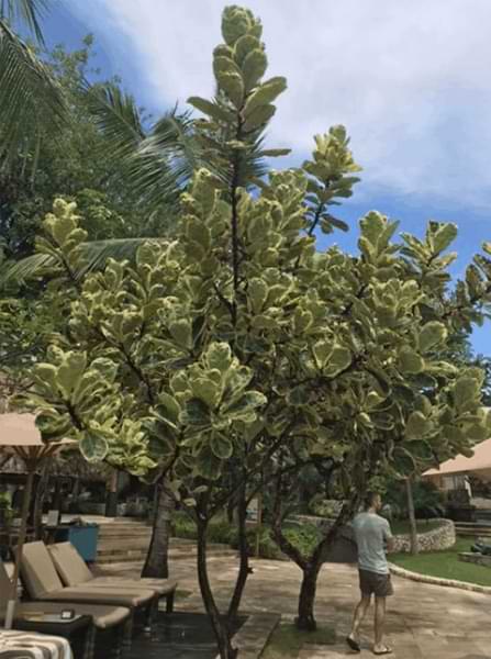 Wondering where to buy a variegated fiddle leaf fig? Click to learn more about these unique fiddle leaf fig plants and where to find them. Claire Akin