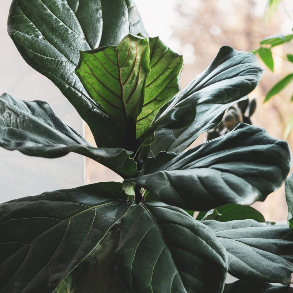 Are fiddle leaf figs poisonous to cats, and dogs? Discover how toxicity is measured and which class of toxicity the fiddle leaf fig falls under.