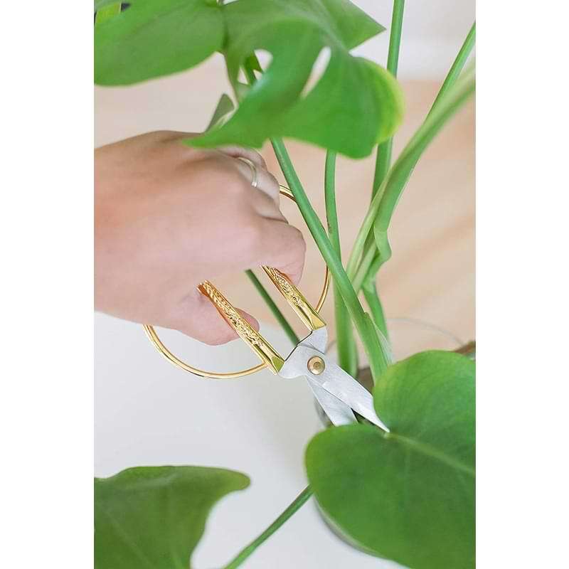 Pruning plants with garden scissors in the home bathroom to remove dried  and diseased leaves. Removal of a leaf of a houseplant with insects and  pests at home Stock Photo