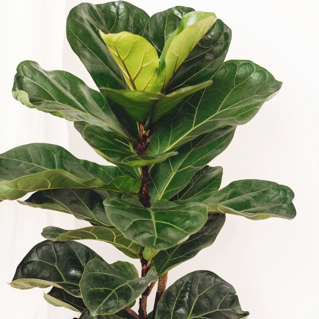 How do you know when to separate a fiddle leaf fig? Let's talk about the signs to watch for that let you know it's time to split.