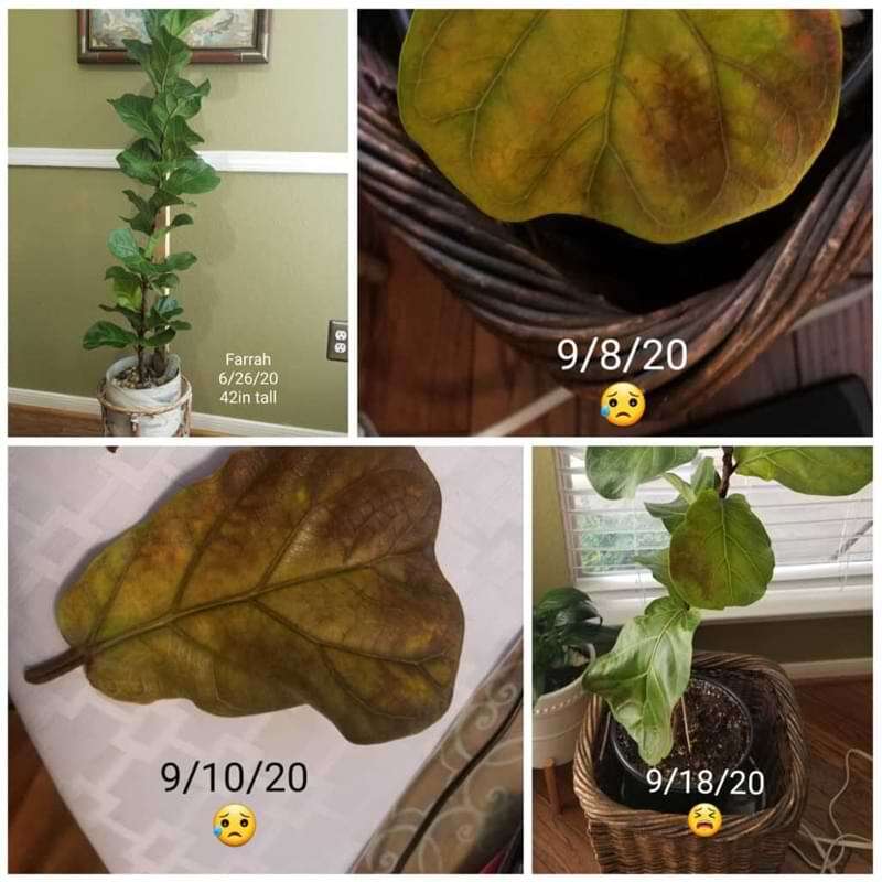 Another Fiddle Leaf Fig Victory: Fiddle Leaf Fig Troubleshooting 3 We love to hear about your fiddle leaf fig success stories. Learn more about Angela's fiddle leaf fig victory success story!
