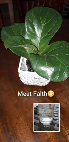 Another Fiddle Leaf Fig Victory: Fiddle Leaf Fig Troubleshooting 5 We love to hear about your fiddle leaf fig success stories. Learn more about Angela's fiddle leaf fig victory success story!