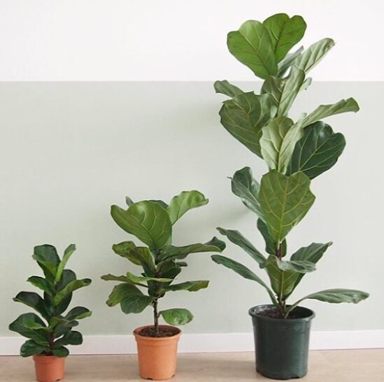 Ficus Lyrata Bambino Read the ultimate ficus lyrata care guide for complete beginners. If you are new to having a fiddle leaf fig, read this care guide.