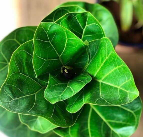 Read the ultimate ficus lyrata care guide for complete beginners. If you are new to having a fiddle leaf fig, read this care guide. 