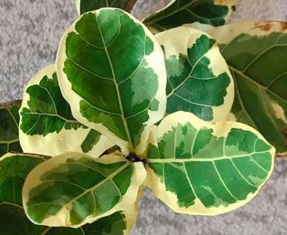 Ficus Lyrata Variegated Read the ultimate ficus lyrata care guide for complete beginners. If you are new to having a fiddle leaf fig, read this care guide.