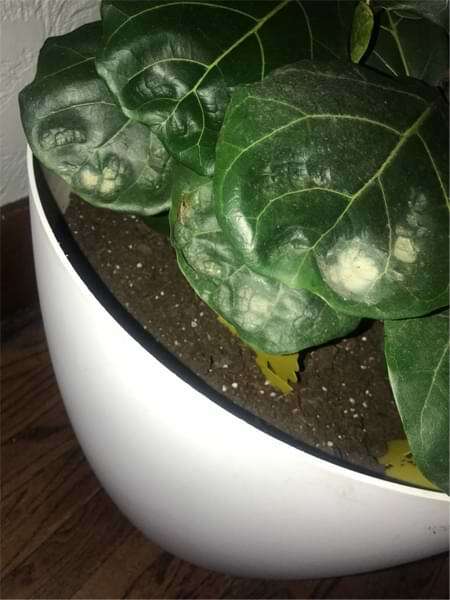How to Treat and Prevent These 4 Common Fiddle Leaf Fig Diseases 7 Fuzzy Mildew Residue