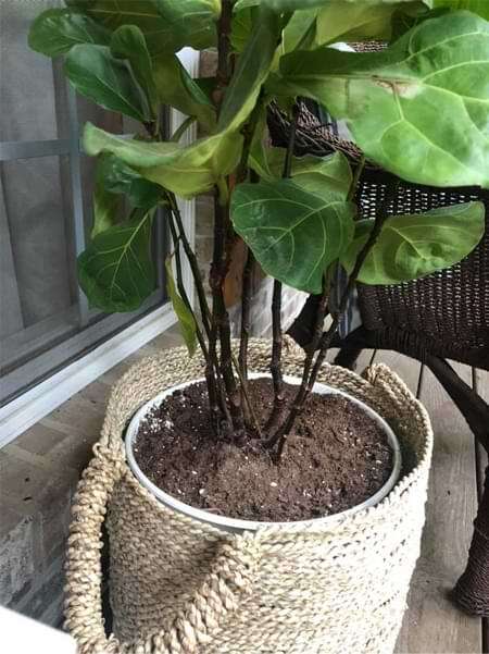 How do you know when it’s time to separate your fiddle leaf fig? Let’s talk about the signs to watch for that let you know it’s time to split.