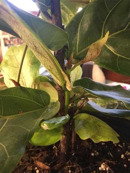 How to Treat and Prevent These 4 Common Fiddle Leaf Fig Diseases 5 Spider Mite Damage