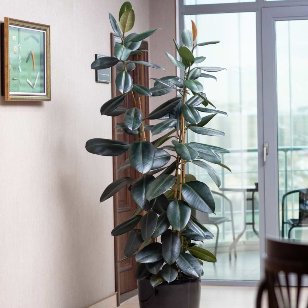 Ficus elastica, is a beautiful tropical tree well-suited to growing indoors. Ficus elastica care is actually quite simple for an indoor tree.