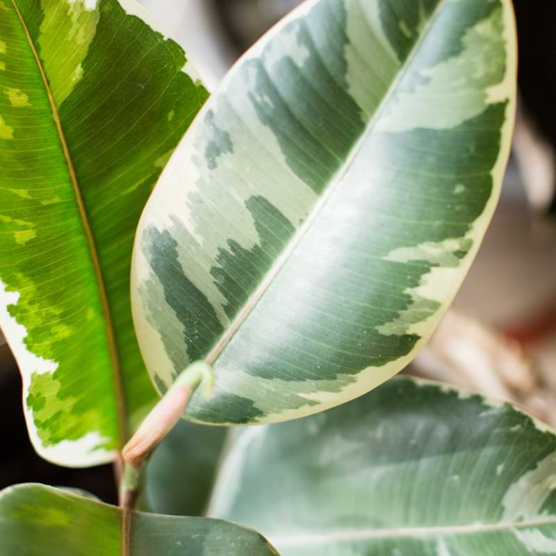 Ficus elastica, is a beautiful tropical tree well-suited to growing indoors. Ficus elastica care is actually quite simple for an indoor tree.