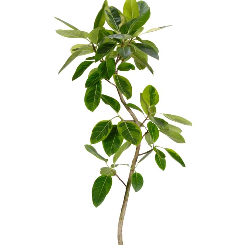 If you’ve had experience caring for other ficus varieties like Ficus lyrata or Ficus elastica, you’ll have no problem caring for Ficus altissima.