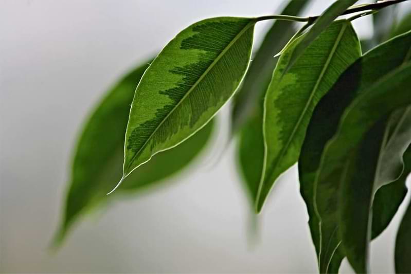 Types of Ficus Plants and Trees 6 Do you have a Ficus Benjamina plant? Curious how to keep it alive? Click to read how to care for ficus benjamina and grow a healthy plant.