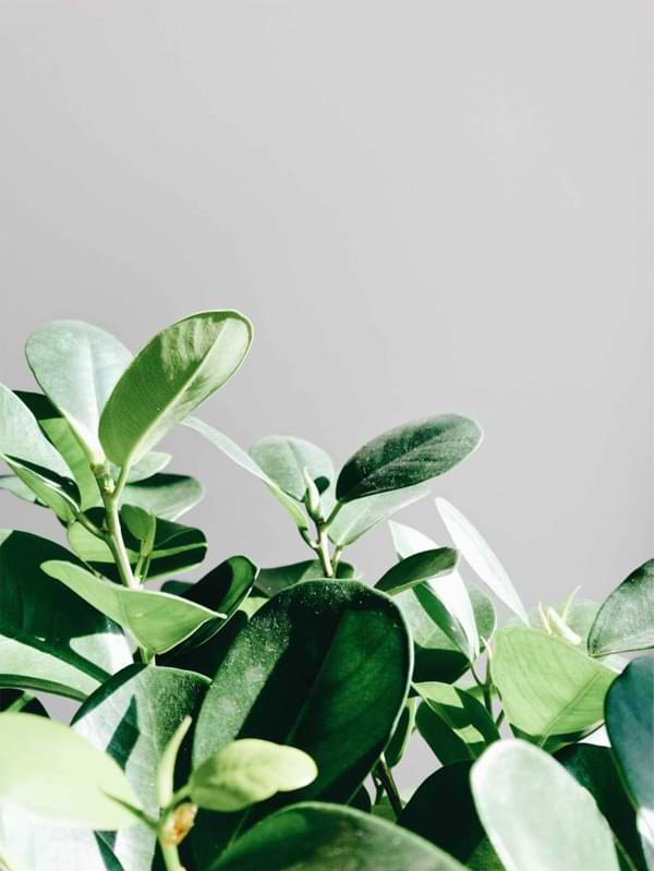 Types of Ficus Plants and Trees 5 Looking for another plant to add to your collection? Consider a Ficus Audrey. Click to learn how best to care for ficus audrey plants.