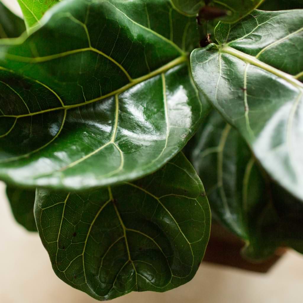 In this article, we’ll cover some of the more common types of ficus you may want to try growing indoors and outdoors.