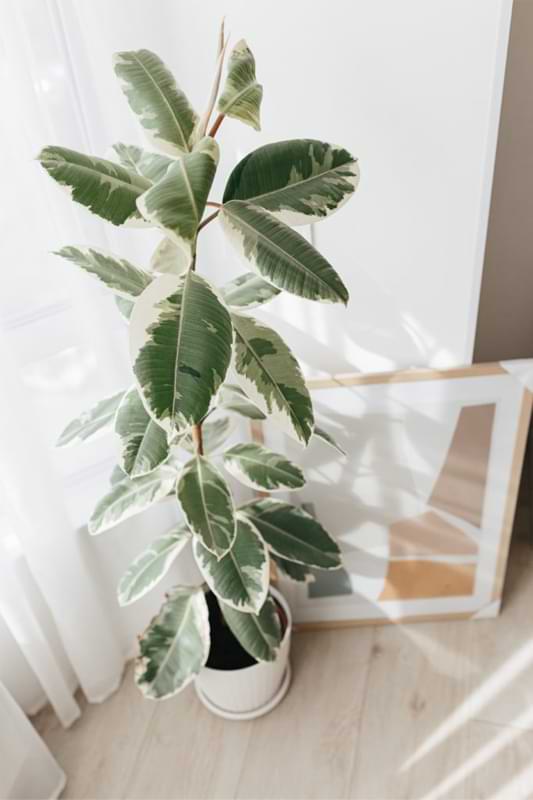 A Fiddle Leaf Fig Lover’s Guide to the Variegated Rubber Tree
