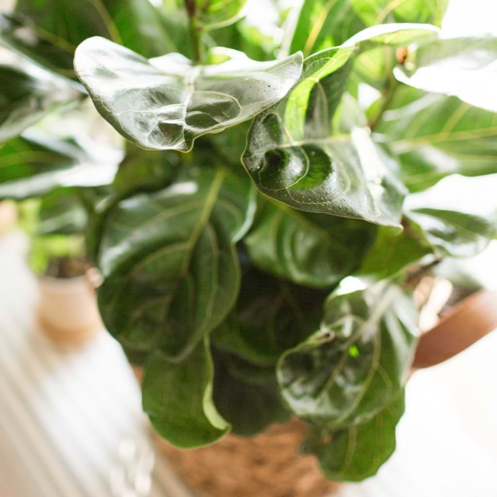Probiotics for plants can also help your fiddle leaf fig grow bigger, healthier leaves, stronger root systems, and nice, sturdy stems more quickly.