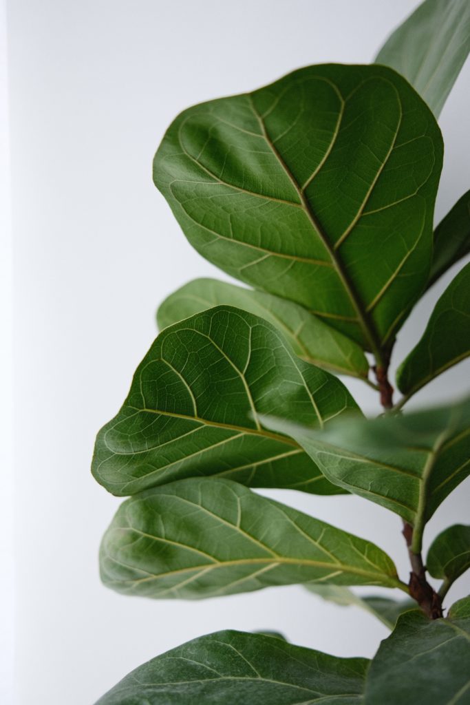 In this article, we’ll talk about how to improve nutrient uptake in fiddle leaf figs so they can grow into tall, beautiful trees with lots of gorgeous leaves!